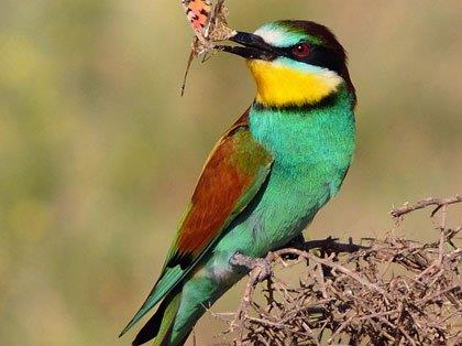 Merops apiaster